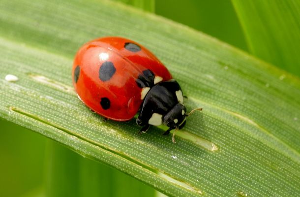 Ladybug Facts for Kids