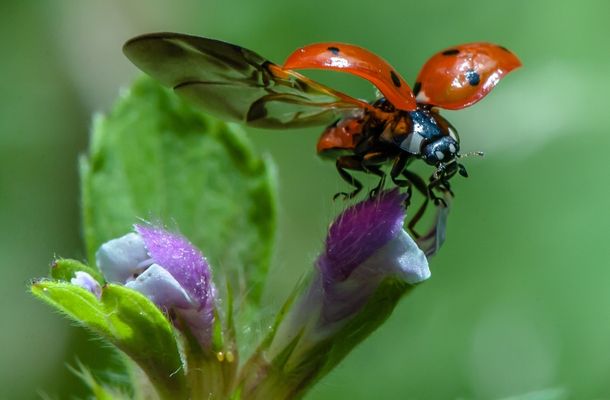 Ladybugs have hidden wings