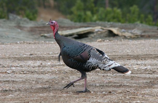 Merriam's Turkey