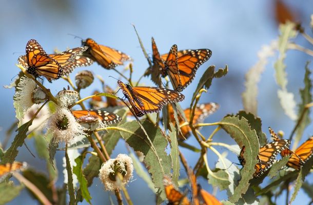 Monarch butterflies inherit a variety of wing