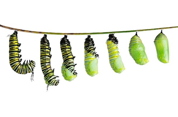 Monarch caterpillars feed for around two weeks