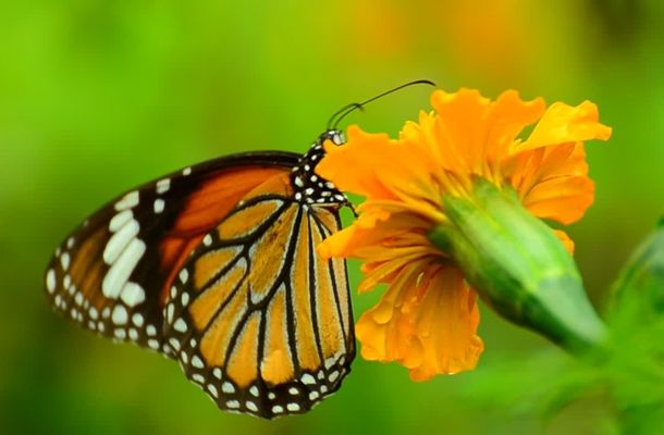 Monarchs use their antennae to sense scent
