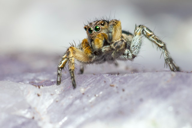 Mount Everest is home to Jumping Spiders