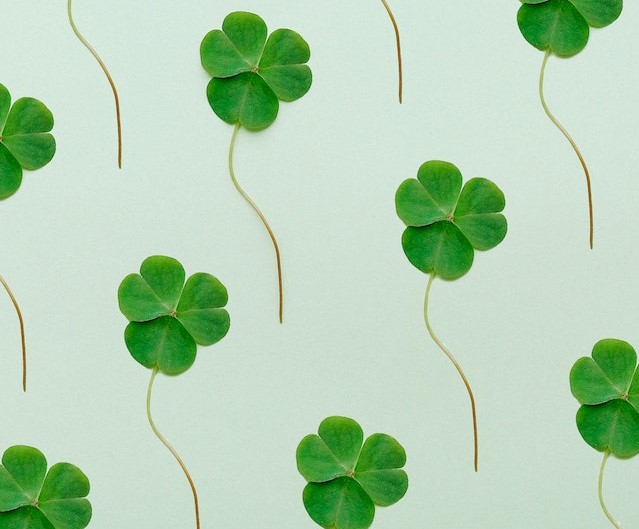 Shamrocks are said to bring luck on St. Patrick's Day