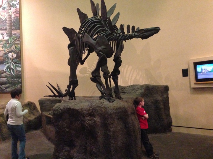 Stegosaurus skeleton went on exhibition