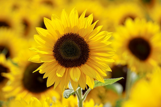 Sunflowers can help improve heart health
