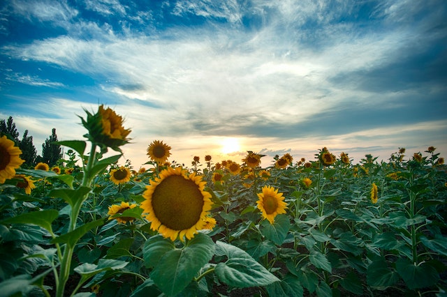 Sunflower seeds have anti-inflammatory properties