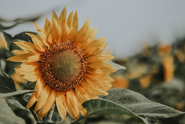 Sunflowers are heliotropic
