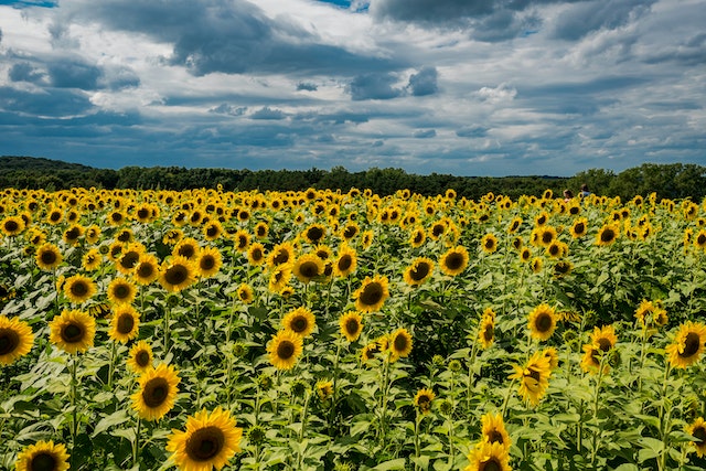 Sunflowers help support the immune system