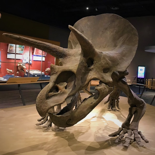 Triceratops frills Skeleton
