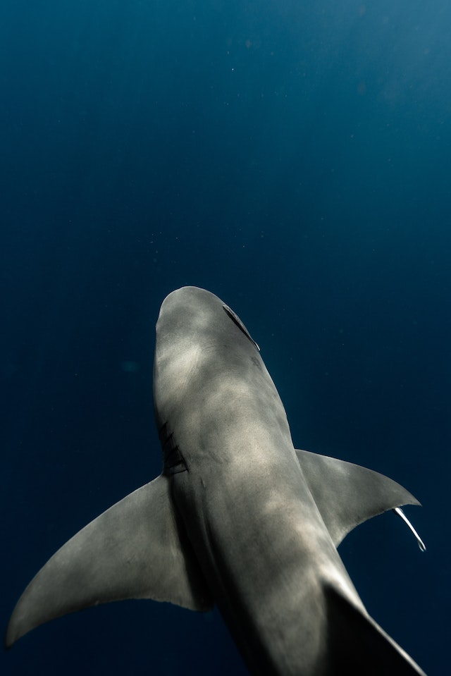 Whale sharks swim slowly and prefer solitude