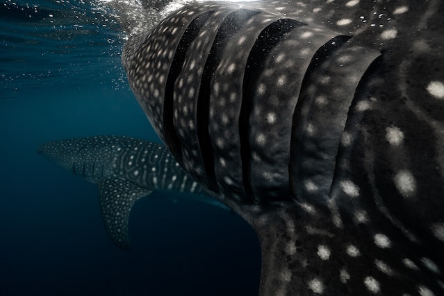Whale sharks use their gills for different bodily functions