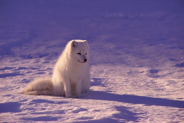 Young Arctic Wolf