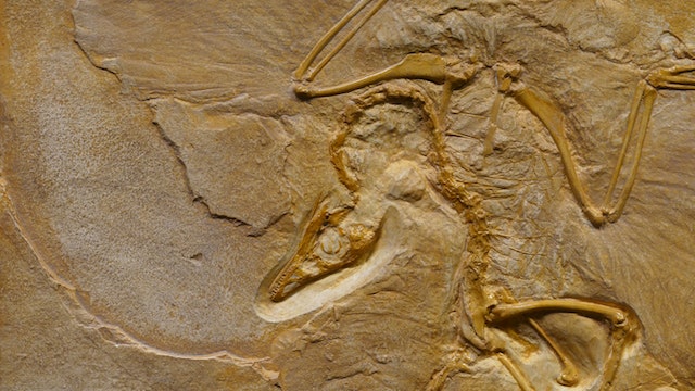 first pterosaur ever found was Pterodactylus