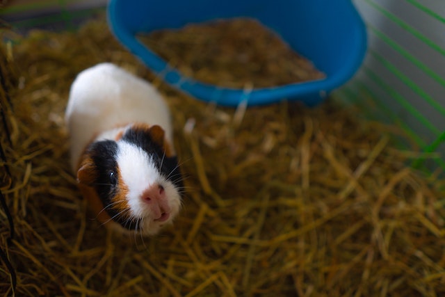guinea pig weighs around 1100 gm