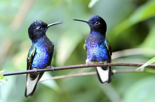 hummingbirds lay the tiniest eggs