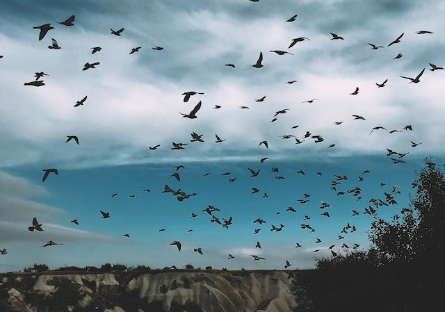 hundreds of migratory birds