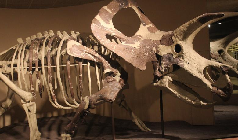 Skeleton of a Triceratops