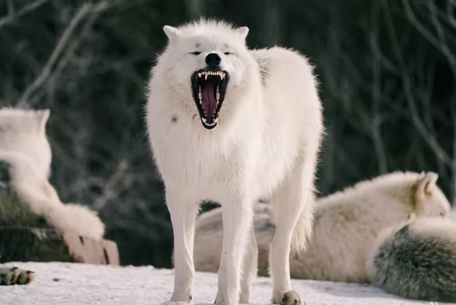Arctic Wolf Fox