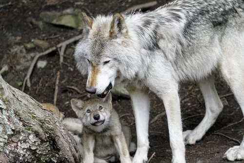 Arctic Wolf with their pup