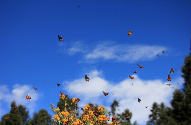 monarch butterflies start to migrate north