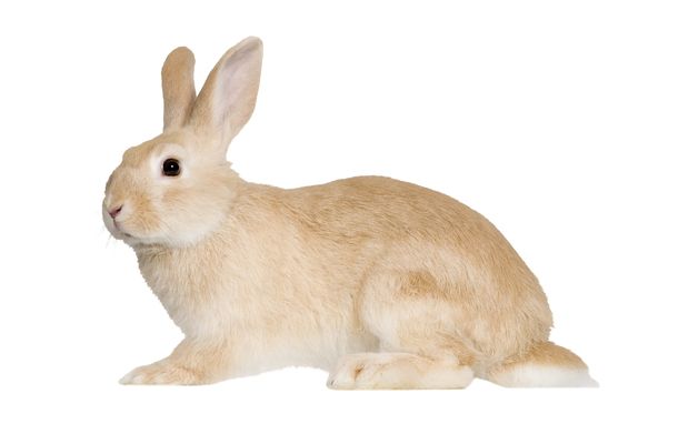 All rabbits have well-developed muscles on their hind legs