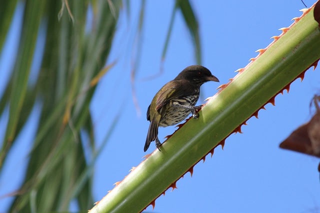 national bird is called a palmchat