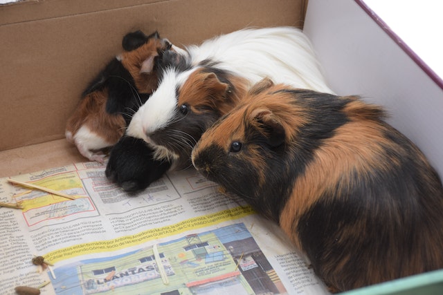 over five million Guinea pigs in the world