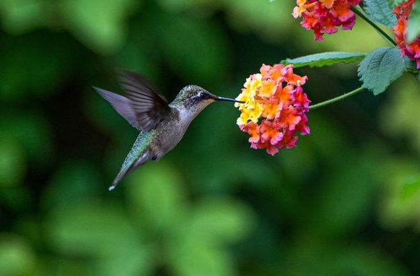 Hummingbirds can identify previously visited flowers