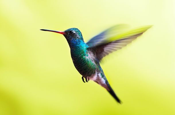 Hummingbirds - smallest warm-blooded creatures