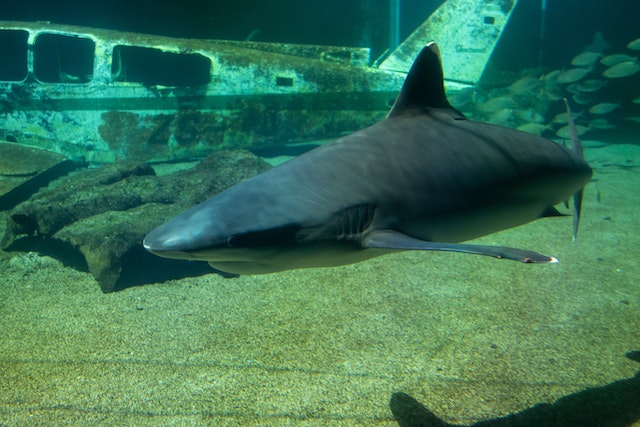 tiger shark’s name comes from its physical features