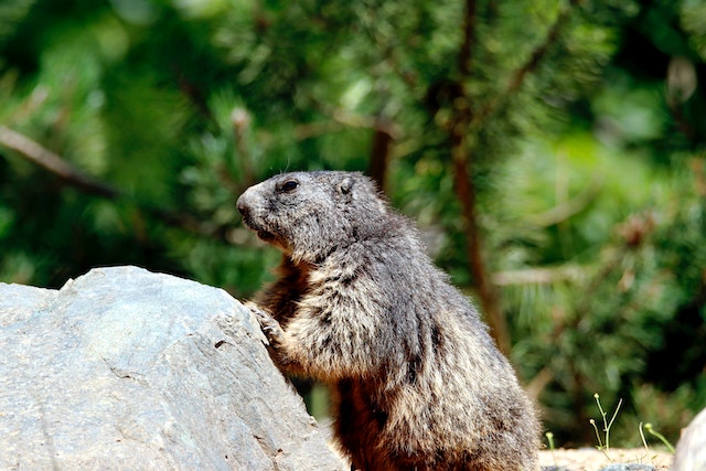 weather predictions that groundhogs make aren’t entirely accurate