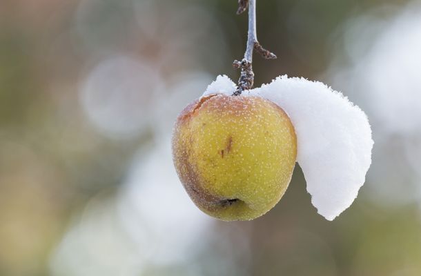 Apples can only be grown in areas with distinct winter periods