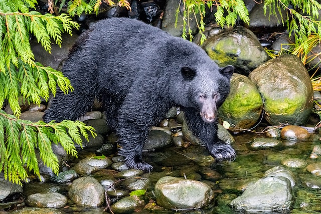 Black Bear Facts For Kids