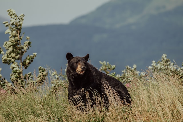 Black Bear on Mountain
