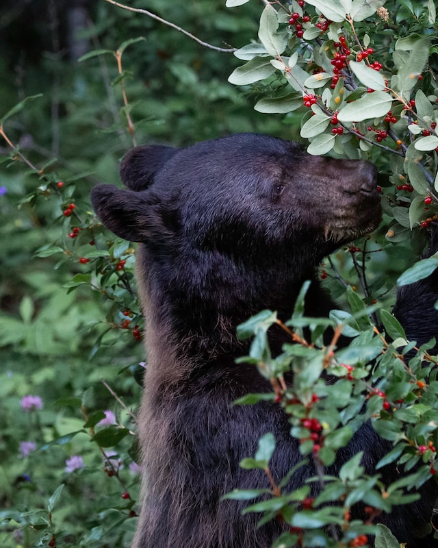 Black bear Smelling Cherries