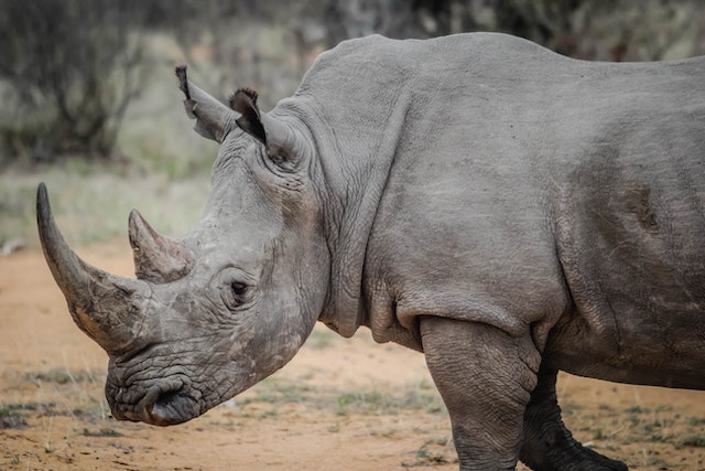 Fascinating Rhino Facts For Kids