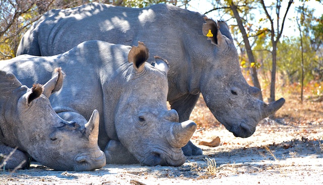 Group of Rhinoceros