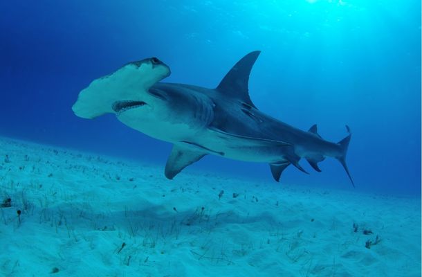 Hammerhead shark uses its head to find prey