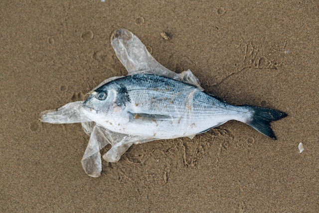Plastic is dangerous for animals