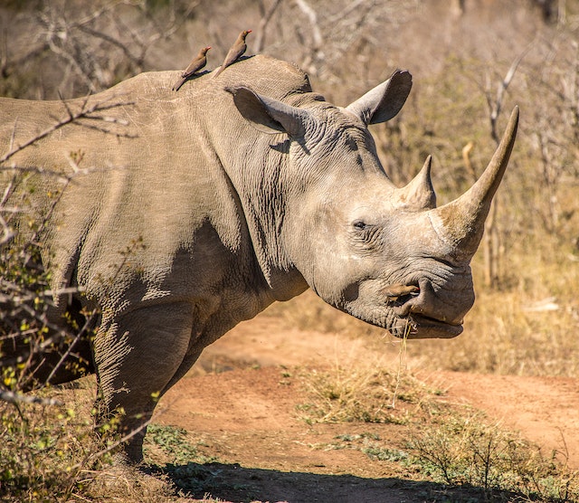 Rhino with tick bird