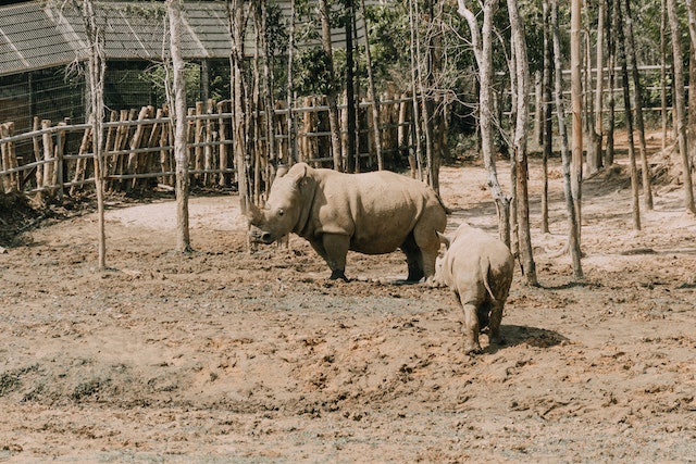 Rhinos are of only one color