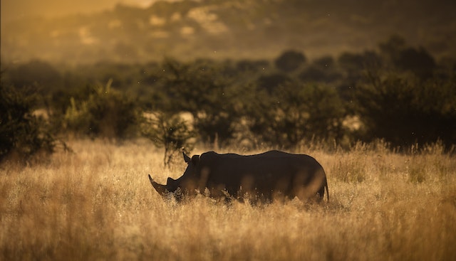 Rhinos have poor eyesight