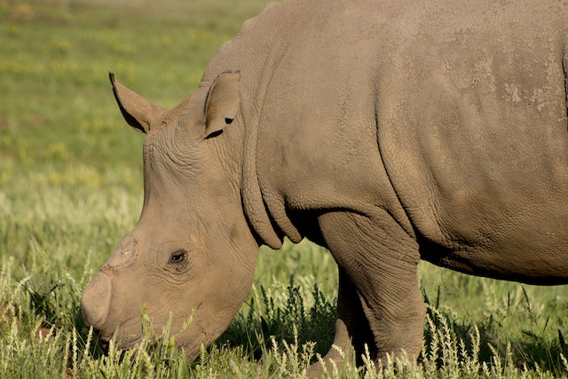 Rhinos leave dung behind