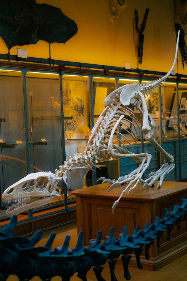 Velociraptors Skeleton