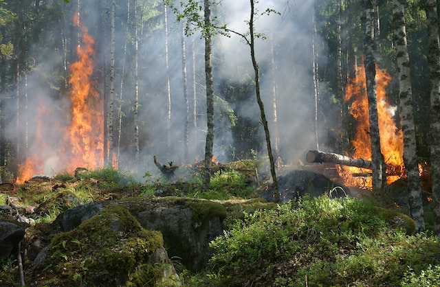 Wildfires Can Hugely Damage The Environment.