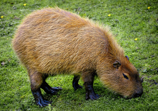What does a Capybara look like?