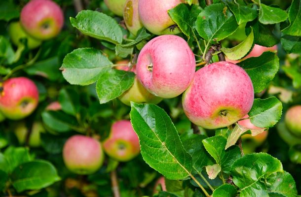 Half of the world's deciduous fruit tree is made up of apples