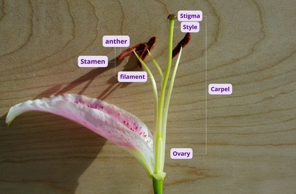 Parts Of A Flower For Kids
