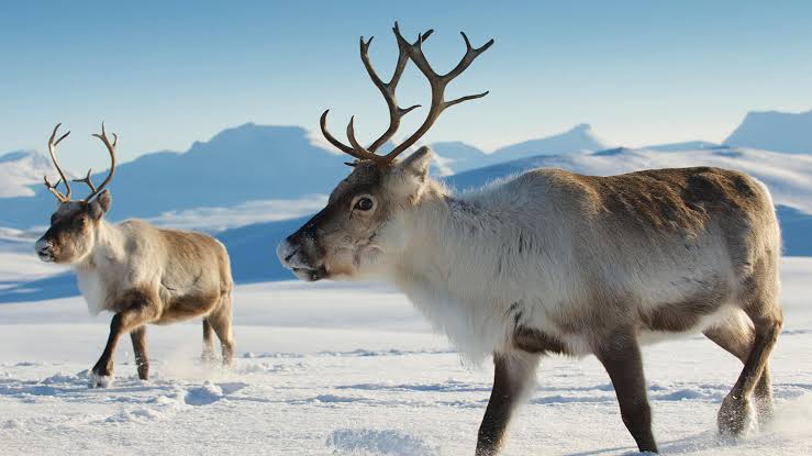 Reindeer Running in Snow